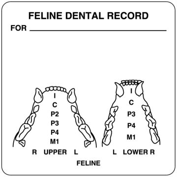 Feline Examination Record Label, 2-1/2" x 2-1/2"