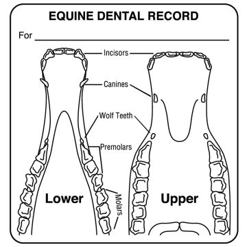 Equine Detal Record Label