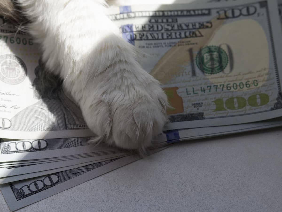 Strategies for Maximizing Veterinary Practice Value