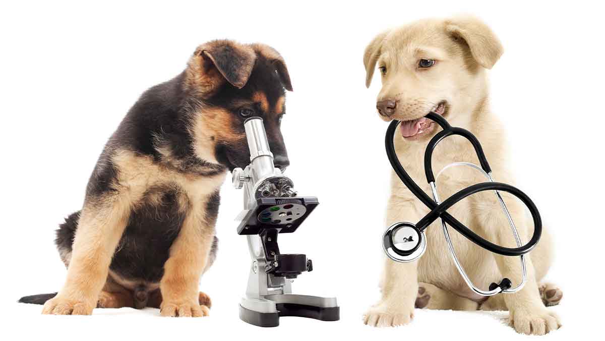 A Guide to Veterinary Lab Labels